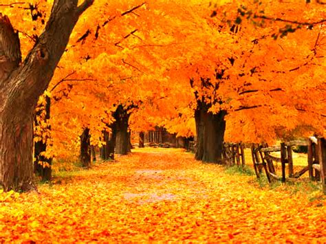 Download Fall Wallpaper And Screensavers By Keithf Fall Screen