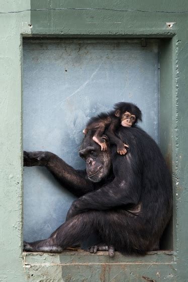 Chimpanzee Moms Are Like Us They Mourn Dote And Take Me Time