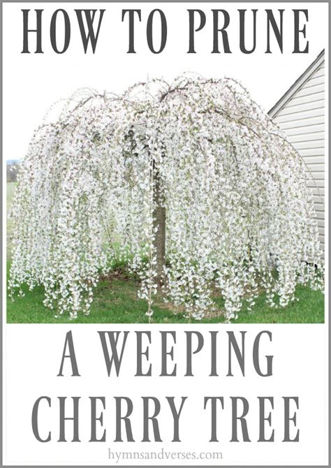 How To Prune A Weeping Cherry Tree Hymns And Verses