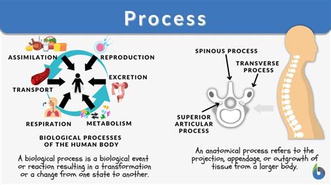 Process Definition And Examples Biology Online Dictionary