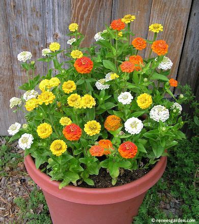 Zinnia may be grown from seed sown early indoors and transplanted outside after frost, or sown directly in the garden after frost, or from incandescent bulbs will not work for this process because they will get too hot. 30 best Container Gardens from Seed images on Pinterest ...