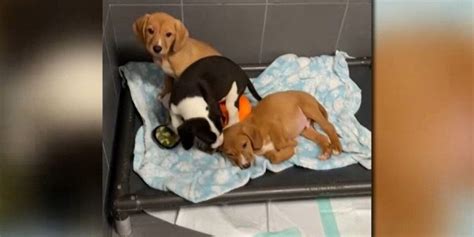 Jackson County Animal Shelter Rescues 34 Mississippi Puppies