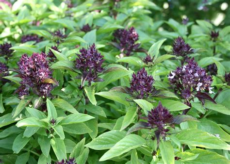 If flowers do grow, just cut them off. Basil varieties produce garden, food options | Mississippi ...