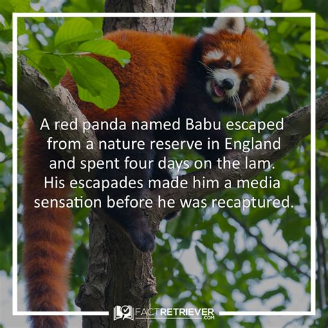32 Interesting Red Panda Facts Fact Panda Facts Red