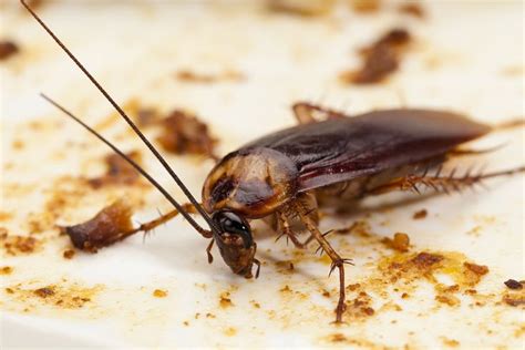 You can purchase small electronic devices. Why do I have cockroaches in my home? Cockroaches are ...