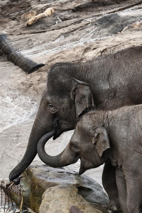 Elephants In Zoo Mom And Calf Two Asian Elephant Stock Image Image