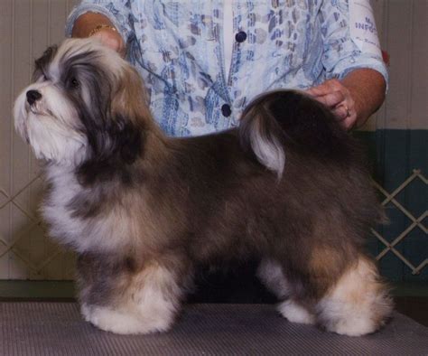 Find löwchen puppies and breeders in your area and helpful löwchen information. Lowchen sable - 15 free HQ online Puzzle Games on ...