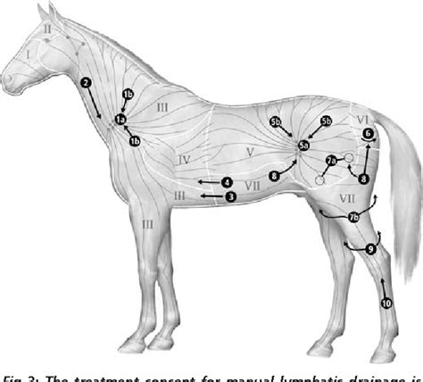 12 Horse Lymph Nodes Diagram Desireesalaar