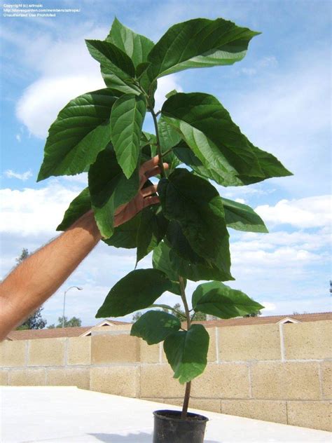 The geiger tree (cordia sebestena) can grow to 25 feet tall with stiff, green, rough leaves that can grow to 7 inches long. PlantFiles Pictures: Orange Geiger Tree, Geranium Tree ...