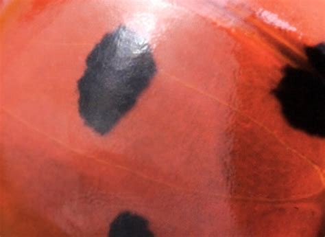 Can You Identify These Animals From Their Patterns?