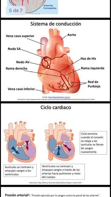 Corazon Enfermedades Del Cuerpo Humano Anatomia Y Fisiologia Humana