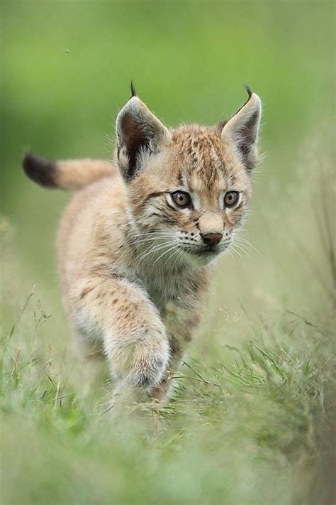 716 Best Images About Bob Cat Caracal Golden Cat Lynx
