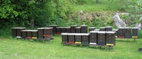 How To Set Up An Apiary For Honey · Lets Talk Agric Outdoor