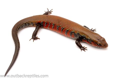 Are there any baby crocodile skinks for sale? High Colored Fire Skink - juvenile | Outback Reptiles