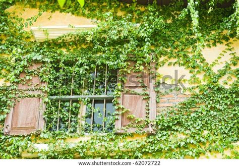 Green Leaves Covered Windows Stock Photo Edit Now 62072722