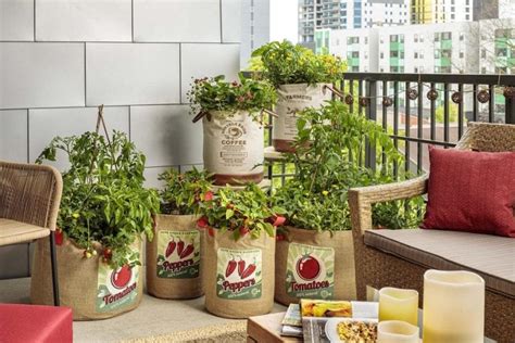 12 Vegetables That You Can Grow On Your Balcony