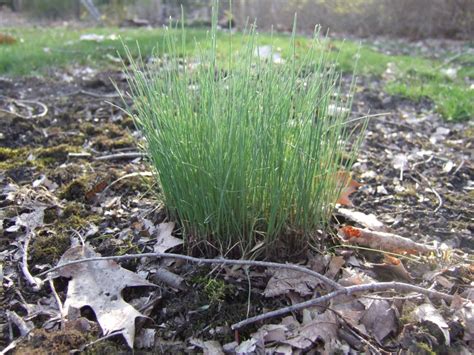 If they did, they'd learn that most of the peskiest and most common backyard weeds are also nutritious, delicious edible plants. Twelve common weeds | HGTV