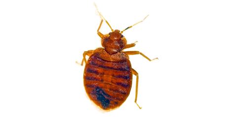 Common Bed Bug Look Alikes Bed Bug Exterminator