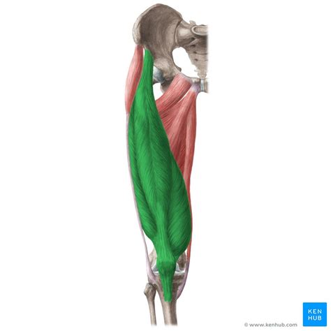 Quadricep Muscle Anatomy