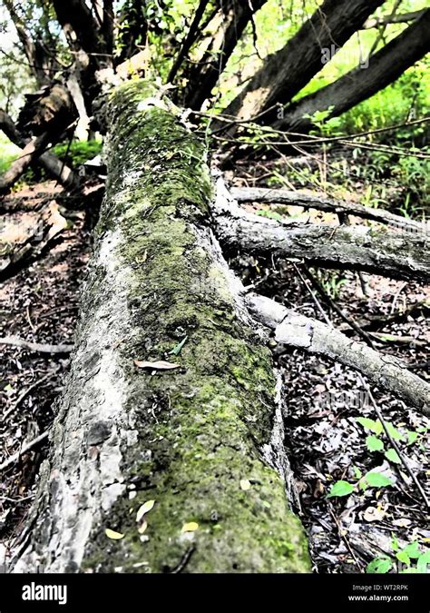 Moss On Fallen Tree In Forest Stock Photo Alamy