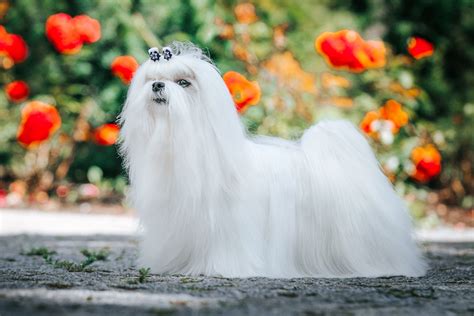 Maltese Vs Coton De Tulear How To Tell The Difference