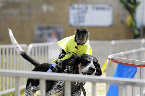 County Fair Asked To Ban Event Where Monkeys Race On Backs Of Dogs