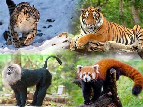 Top 167 How Many Animal Species In India