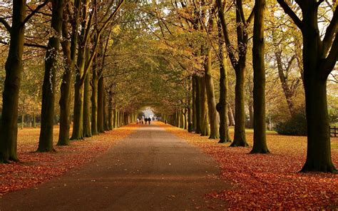 2560x1600 Park Autumn Trees Walking Paths Wallpaper