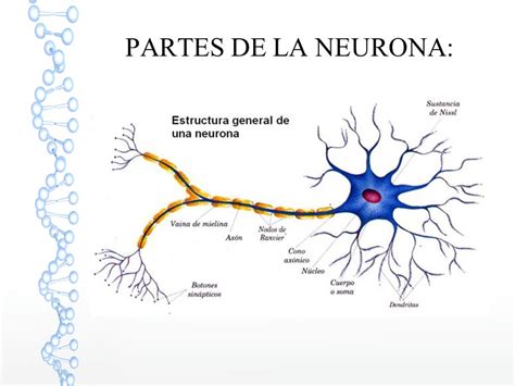 Partes De La Neurona