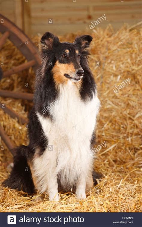 Pin On Rough Collies