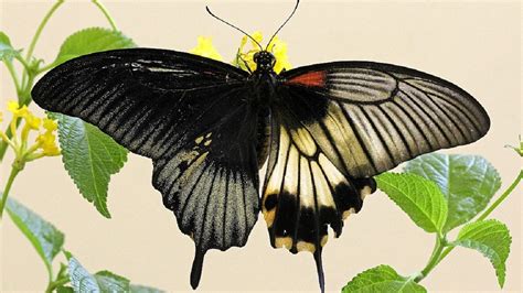 Black And Yellow Butterfly Is Standing On Yellow Flower Hd Birds