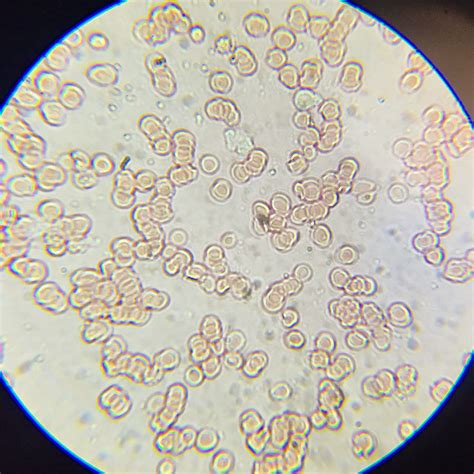 Check spelling or type a new query. A school of fish: Plant and Animal Cells through the ...