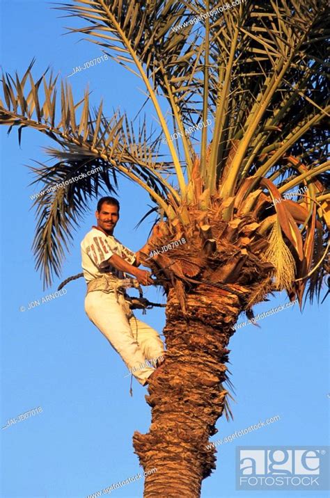 Man Climbing Palm Tree Aqaba Jordan Stock Photo Picture And Rights