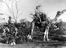 Camels in australia. birgit bradtke, outback australia, undated. Australian feral camel - Wikipedia