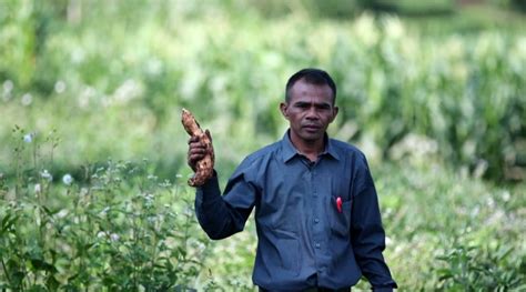 Hasil olahan ubi cilembu cukup beraneka ragam dari olahan bentuk kripik, tape, dodol, keremes, selai, saus, tepung, aneka kue, mie dan sirup. Lelehan madu ubi Cilembu di Sumedang, Jawa Barat - Ayo ...