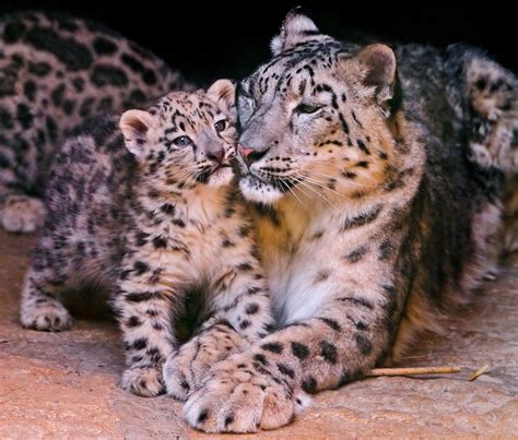 A Mothers Love 40 Adorable Animal Mom And Baby Photos