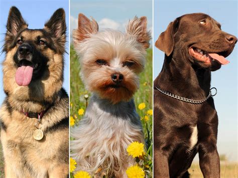 Which Breed Is Americas Top Dog Of 2012