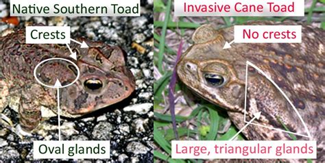 The most common method that is to administer drugs is through intravenous injections of pentobarbitone solution which is a type of barbiturate. Cane Toad | FWC