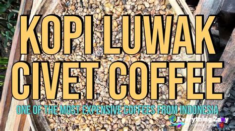 kopi luwak civet coffee one of the most expensive coffees from indonesia reportwire