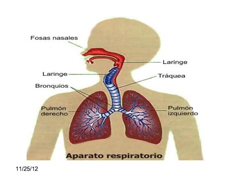 Aparato Respiratorio Sistema Del Cuerpo Humano Aparato Respiratorio
