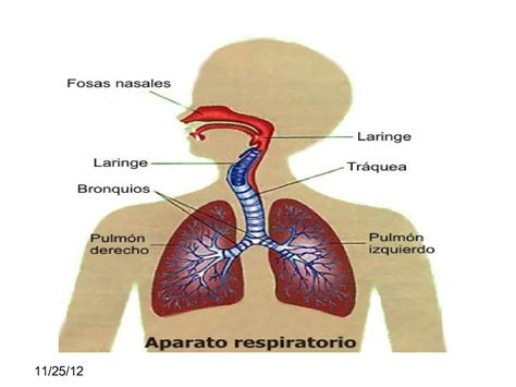 Calamo Sistema Respiratorio Humano