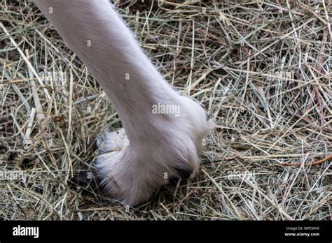 White Paw Of Reindeer Stock Photo Alamy