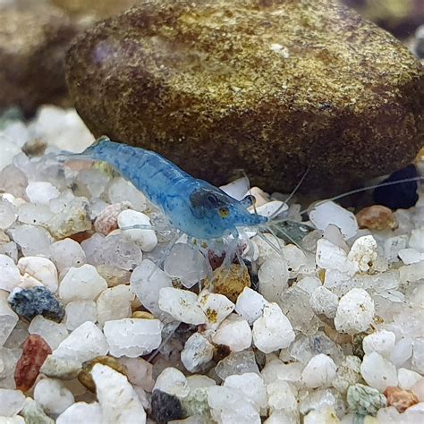 Blue Jelly Shrimp Neocaridina Davidi Blue Jelly