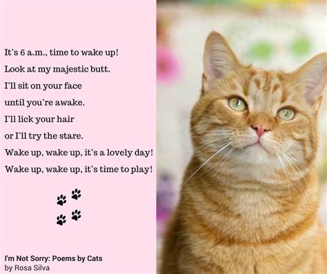 To all the cats i've loved before. Book "Stop Meowing and Go the F*ck to Sleep" | Cat Lady ...