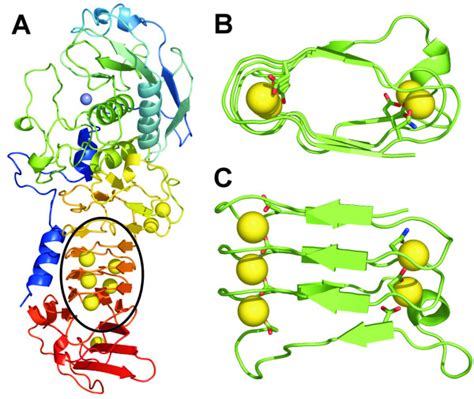 Protease a protease is any enzyme that conducts proteolysis, that is, begins protein catabolism by peptidases can either break specific peptide bonds (limited proteolysis), depending on the amino acid. The crystal structure of alkaline protease from ...