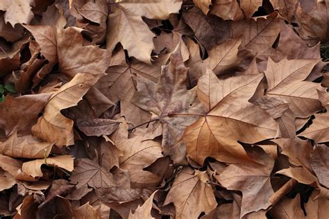 Free Photo Autumn Leaves Brown Free Image On Pixabay 1098882