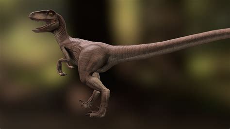 Velociraptor 3d Model