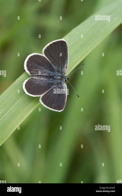 Small Blue Butterfly Cupido Minimus Resting On Grass Stock Photo Alamy