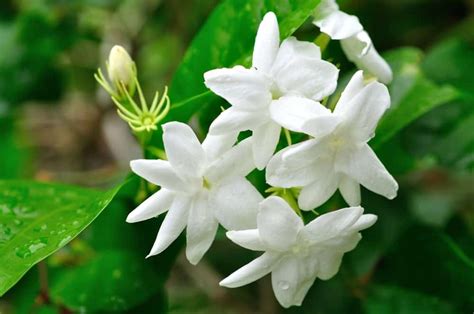 Where To Buy White Jasmine Plants Buyers Guide