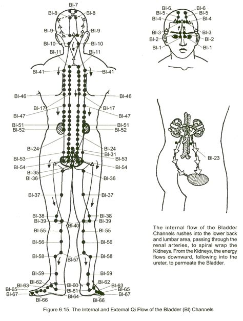 Urinary Bladder Meridian Acupuncture Acupuncture Points Bladder